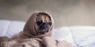 Pug wrapped up on the bed in a blanket