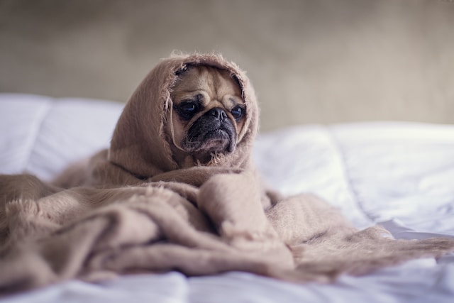 Pug wrapped up on the bed in a blanket
